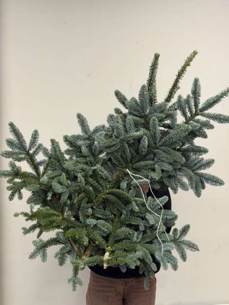 Нобилис банч в Санкт-Петербурге фото 5