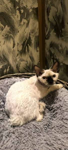 Девон Рекс девочка