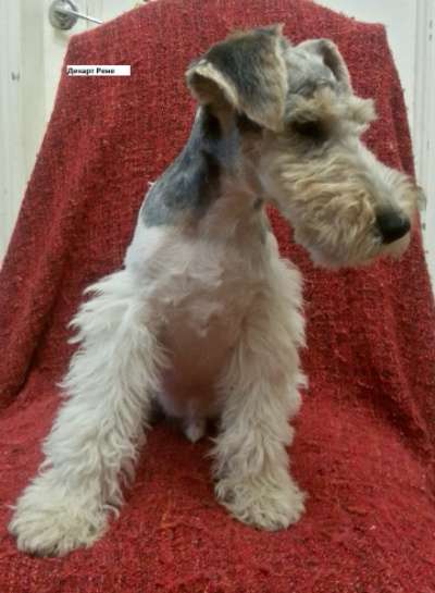 Щенки жесткошерстного фокстерьера