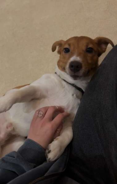 Передержка для собак на дому в Москве фото 4