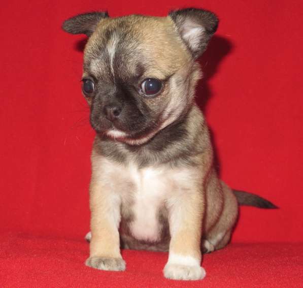 Чихуахуа супер шоу девочка в Санкт-Петербурге фото 6