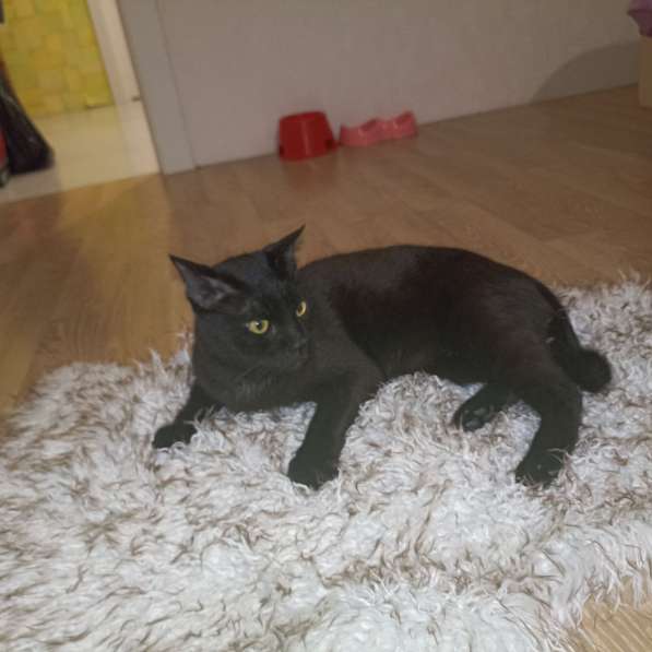 Обаяшка в дар. Котик в 