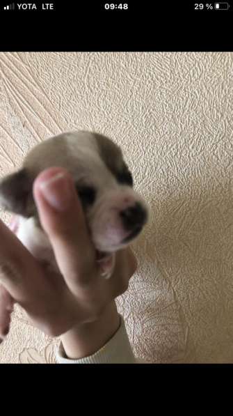 Чихуахуа породистые