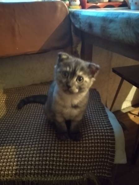 Шотландская вислоухая в Челябинске фото 9