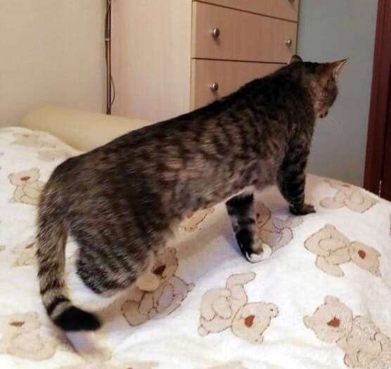 Крупная домашняя кошка ищет дом в Москве фото 6