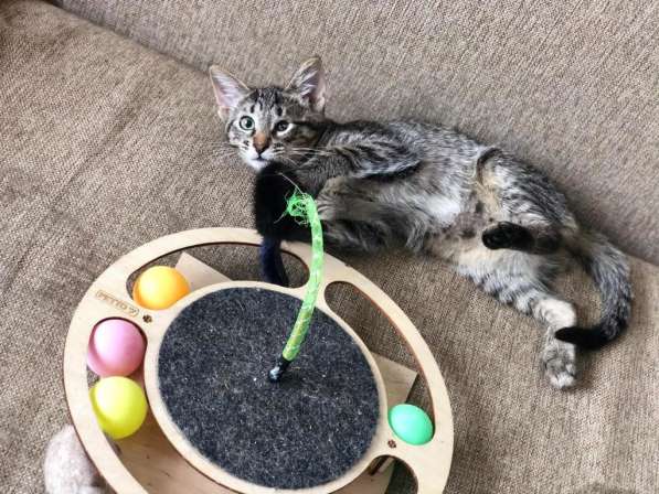 Мурлыка-котенок с дефектом глазика очень ищет дом в Санкт-Петербурге фото 36