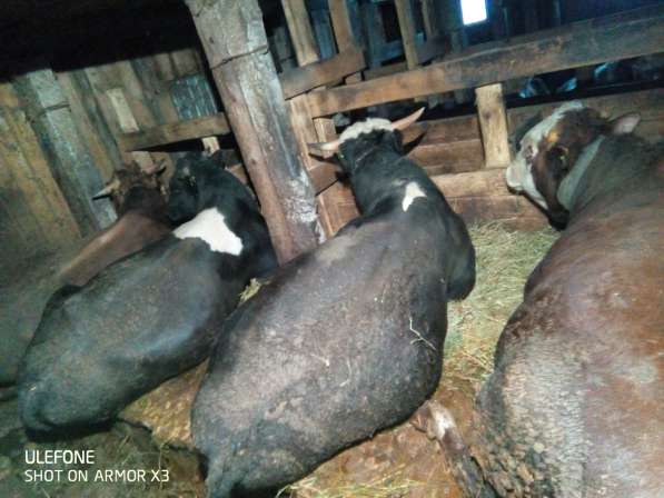 Продам быков от 500-700кг 8 шт в Волгограде фото 5