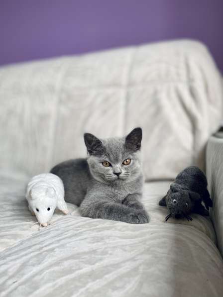 Шотландские плюшевые котята в Москве фото 3