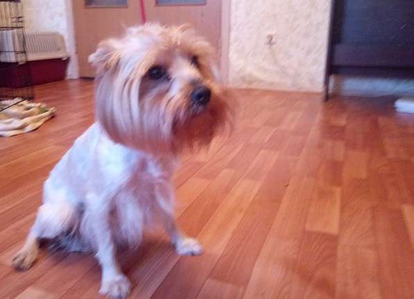 Йорк девочка 5 лет в Москве фото 3