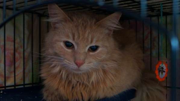 Котик в поиске дома в Москве фото 17