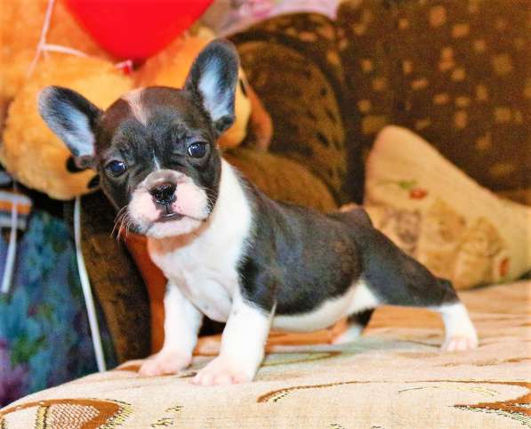 Щенки Французского бульдога питомник в Челябинске фото 10