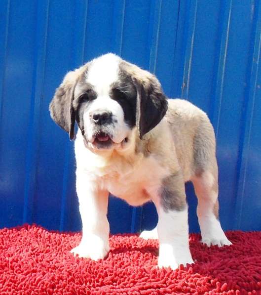 Sale. Puppies of long-haired senbernary. Arrange delivery в Владивостоке фото 24