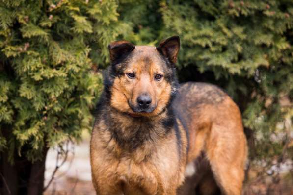 Рекс - самый умный и самый душевный пес в дар в Москве фото 7