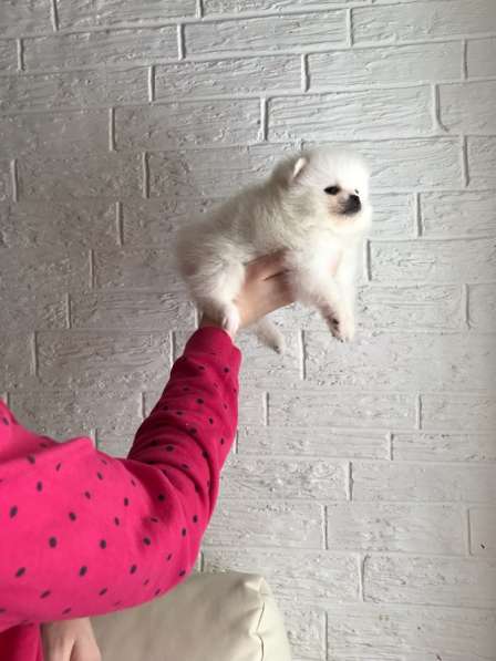 Щенки Шпица в Саратове фото 16