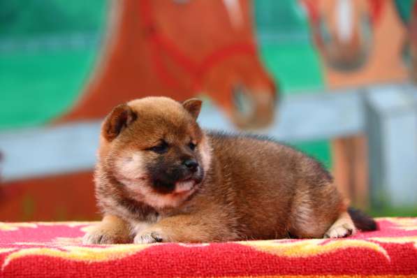 Предлагаются щенки Сиба в Уфе фото 5