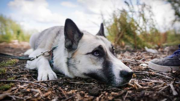 Суперактивная Халва в Москве фото 54