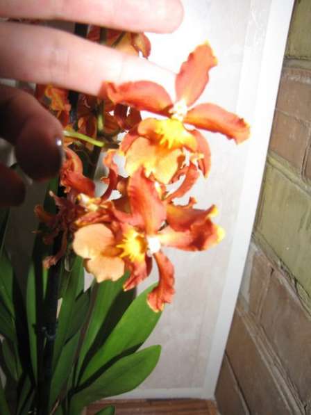 Продам орхидеи цветущие и не цветущие в фото 16
