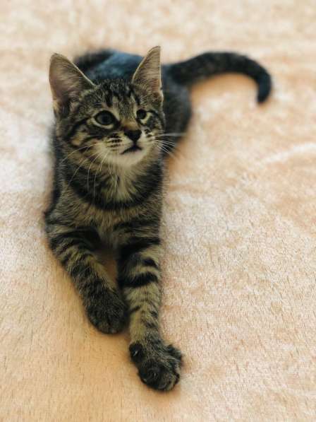 Мурлыка-котенок с дефектом глазика очень ищет дом в Санкт-Петербурге фото 48