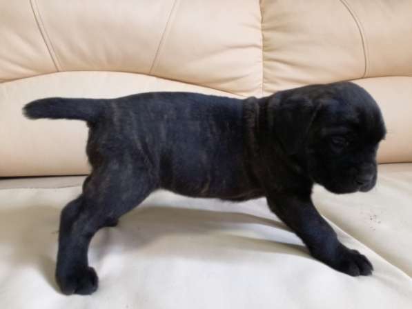 Продам девочку кане корсо. Родилась 10 в Калуге фото 14