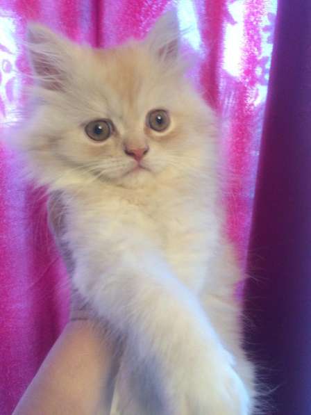 Персидский классический котик в Москве фото 5