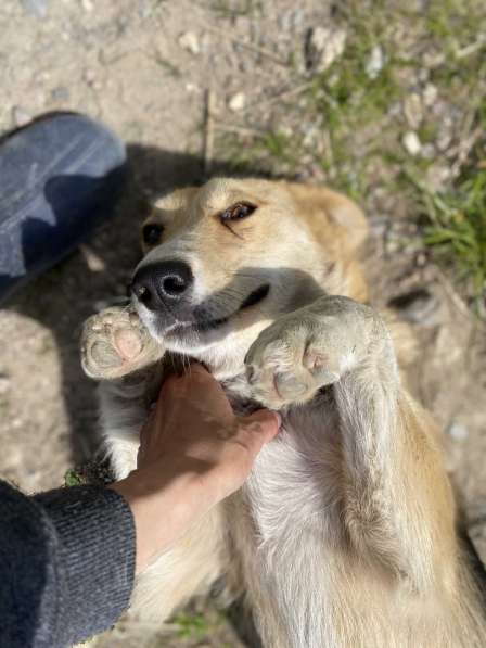 Милая маленькая собачка ищет дом в Санкт-Петербурге фото 20