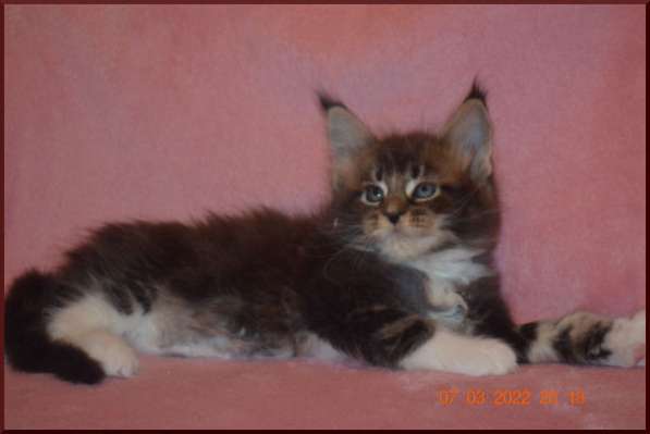 Роскошный черный котик мейн-кун из питомника в Астрахани фото 94