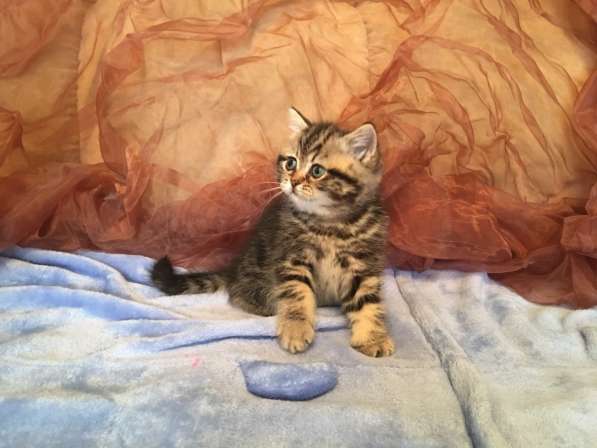 Британские котята в Санкт-Петербурге