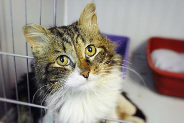 Стойкий Уильям в ожидании любящей семьи в Москве фото 4