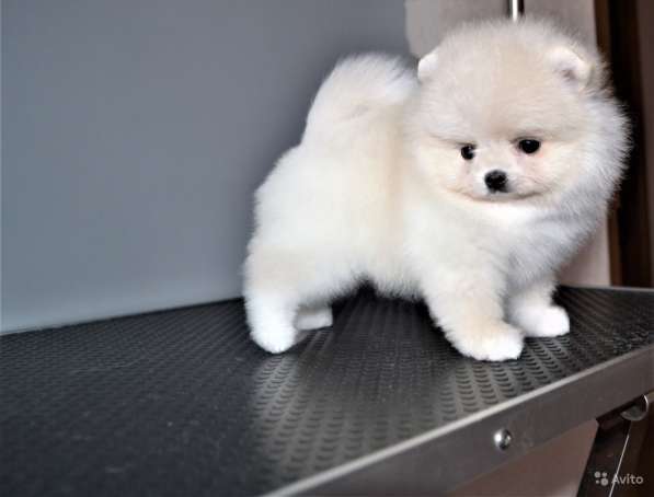Щенки померанского шпица (Pomeranian) в Воронеже фото 14