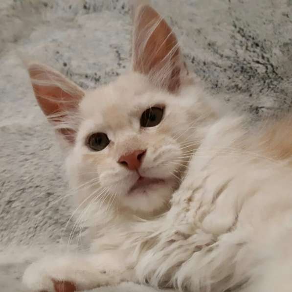 Мейн Кун Осман в Санкт-Петербурге фото 5