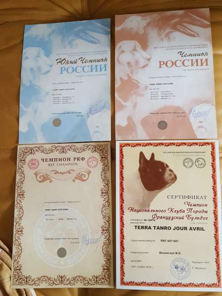 Шикарные черно-тигровые французики скор в Москве фото 8
