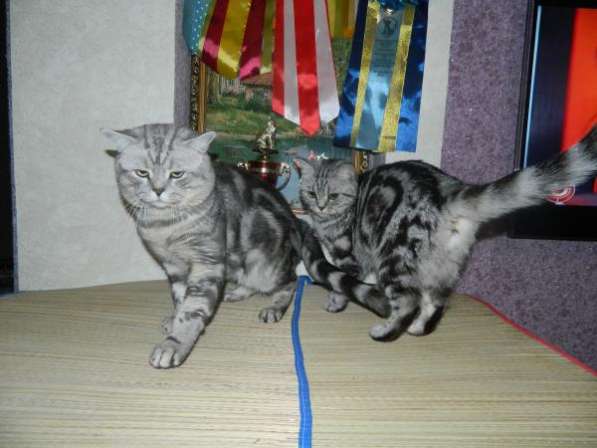 Шикарные британские котята в Ульяновске