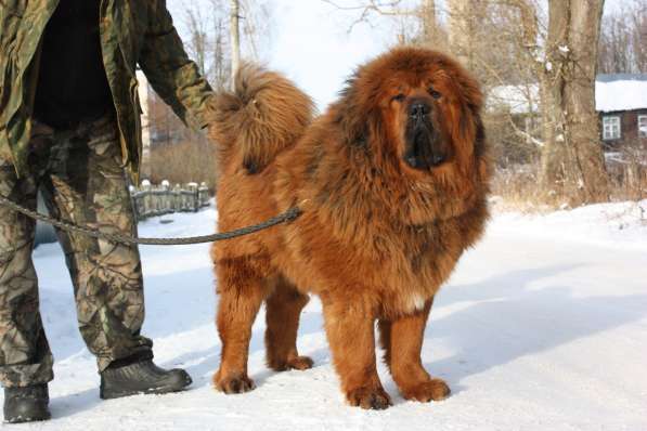 Кобели Тибетского мастифа для вязки в Киржаче фото 7