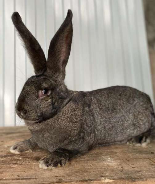 Кролики Гиганты Немецкий, Бельгийский Великан в Брянске фото 10