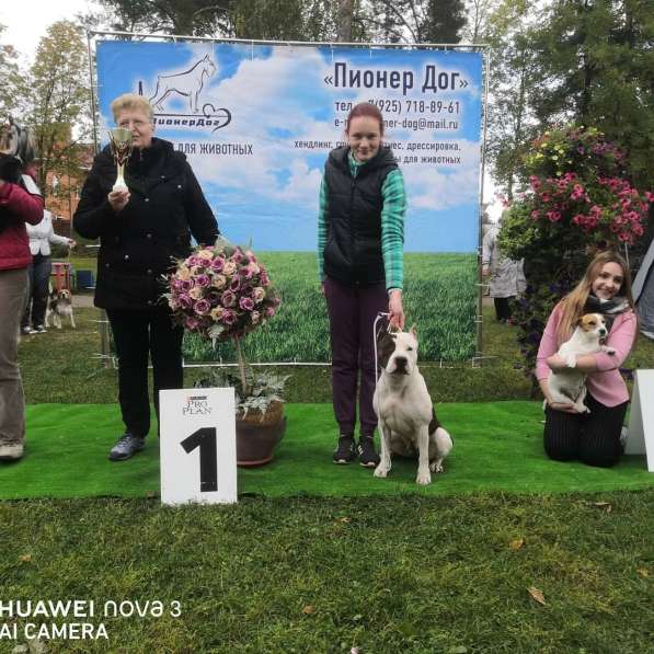 Шикарные Амстаффики мальчики и девочки ркф в Москве фото 3