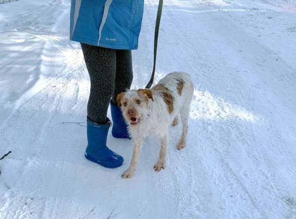 Интересная и милая собака, метис дратхаара в Санкт-Петербурге фото 15