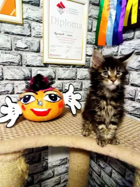 Мейн кун котик в Красноярске фото 4