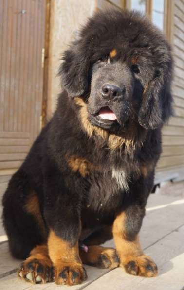 Щенки Тибетского мастифа. 100 Китай в Дмитрове фото 22