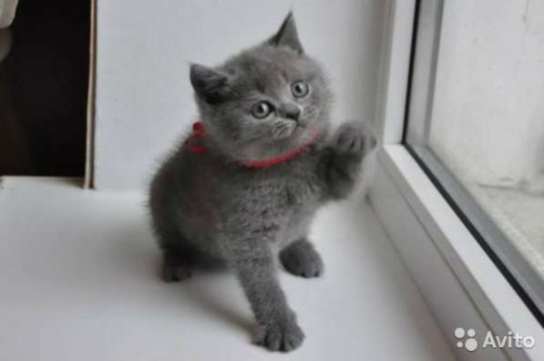 Котята вислоухие и прямоухие в Костроме фото 6