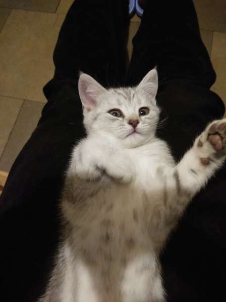 Шотландские котята в Санкт-Петербурге фото 8