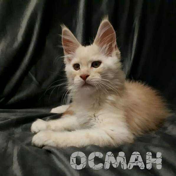 Мейн Кун Осман в Санкт-Петербурге фото 7