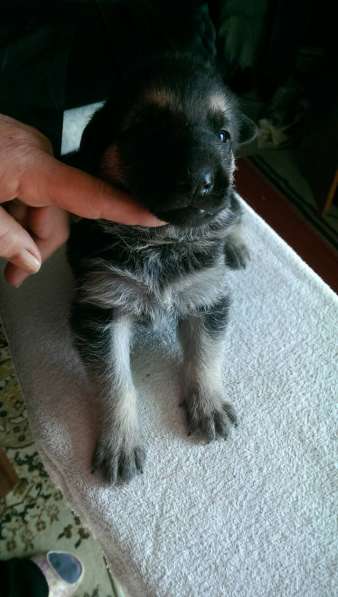 Продаются щенков ВЕО в Евпатории фото 34