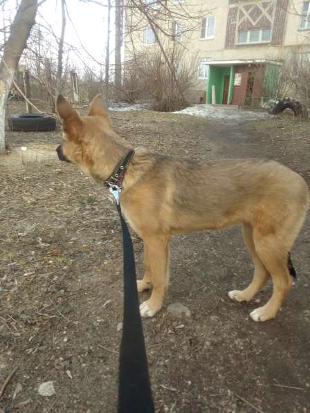 Ника, семейная собака ищет дом в Бронницах фото 10