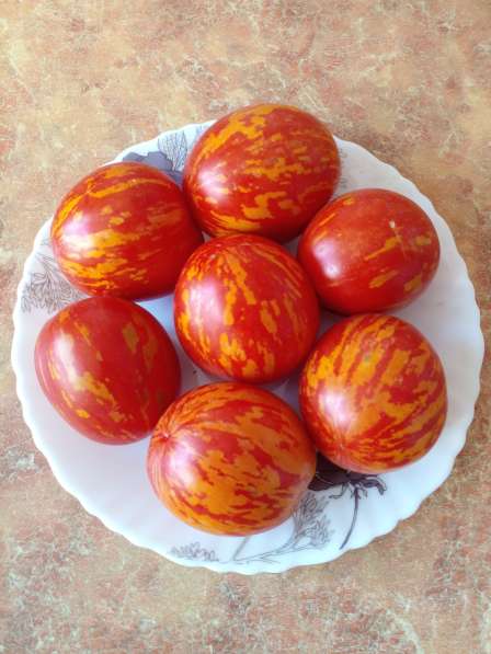 Семена урожайных томатов в Барнауле фото 3