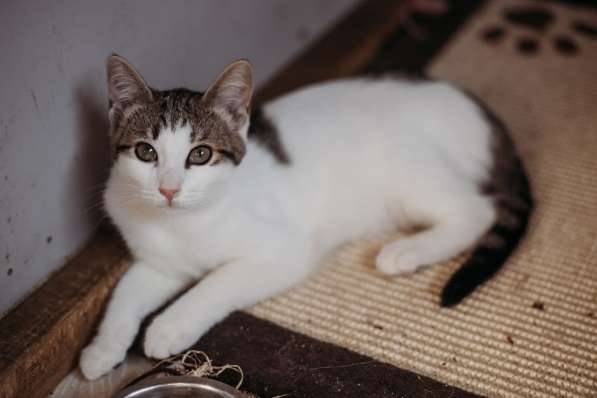 Зеленоглазая нежная красавица-кошка в Санкт-Петербурге фото 21