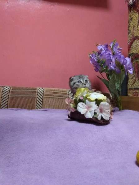 Чудесные котята в Кисловодске фото 4