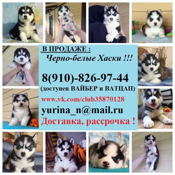 Хаски щеночки мега очаровательные. голубоглазые в Курске