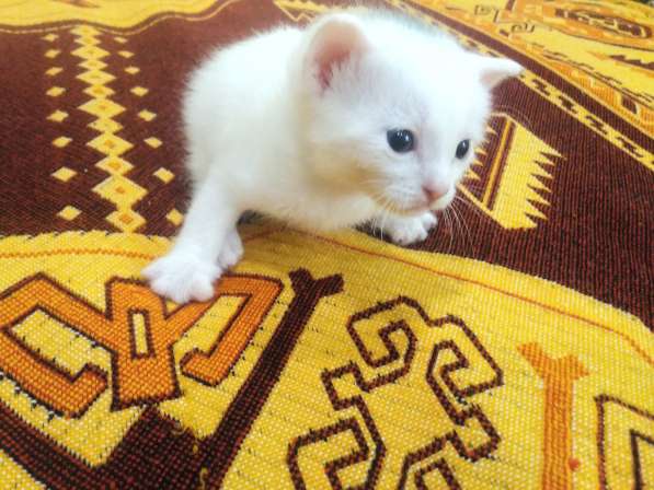 Котёнок донской сфинкс. браш, белый в Прокопьевске фото 3