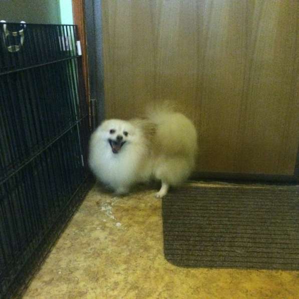 Шпицемальчик собака-улыбака в Москве фото 6