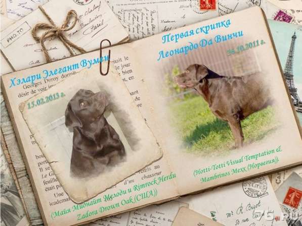 Шоколадный щенок лабрадора в Ярославле фото 6